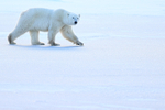 Polar Bear & frozen lake, Churchill, Canada