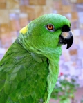 Green Parrot