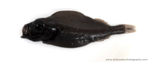 IDD018: Platytroctes apus