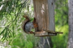 Red Squirrel