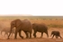 _M7B0147 Amboseli