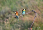 European Bee-eaters