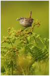 Wren on Fern Frond 2