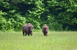 European Bison