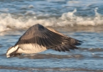 Light Bellied Brent Goose, West Beach, Nairn - January