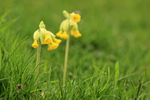 Cowslip flowers, Hill Bottom, Dorset