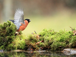 Bullfinch (male) wings raised at reflection pool, Otterbourne