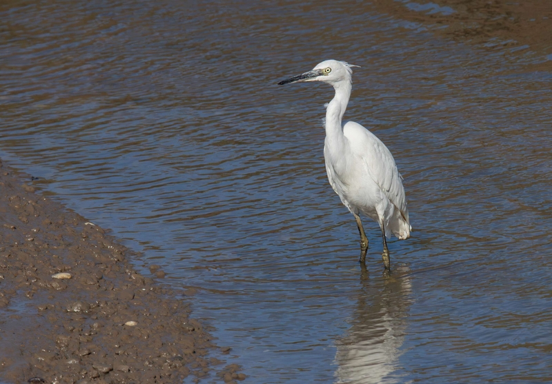 Little Egret - Dee Estuary - North Wales