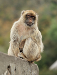Barbary Macaque sitting on wall, Rock of Gibraltar