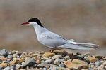 Arctic Tern on a stony beach at Loch Indaal, Islay
