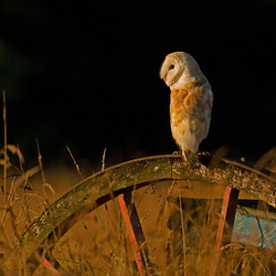 Barn Owl on a wheel