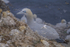 In the world of Gannets