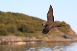 Arctic Skua circling boat, Flatanger, Norway