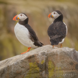 Puffins