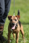 Dog show portfolio