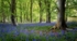 Bluebells - Chillesford Wood - Suffolk