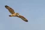 Short-eared Owl fly-past, Hawling, Gloucestershire
