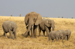 Masai Mara Elephants 3