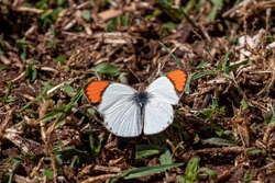 Butterfly Common Orange Tip