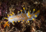 Limacia clavigera