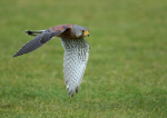 Kestrel
