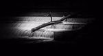 Fallen Tree