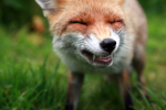 Red fox _ AN 0042