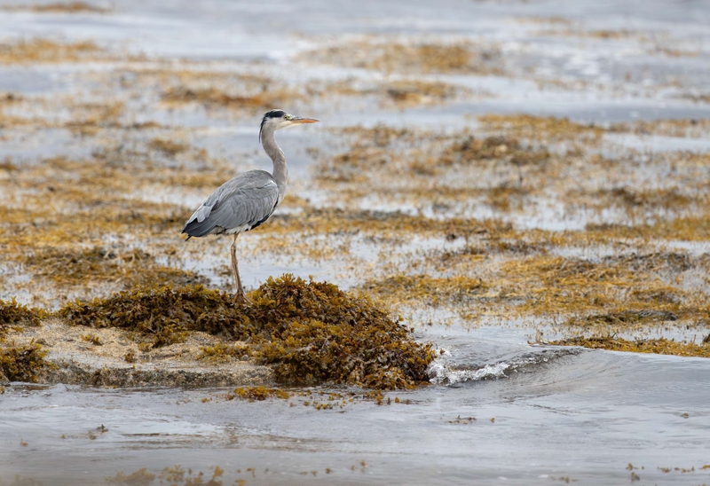 Grey Heron - Isle of Mull - Scotland
