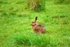 Brown Hare