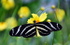 Zebra Heliconian