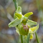 Early spider orchid subspecies (Ophrys incubacea = (also O. sphegodes ssp atrata) -apochromic form