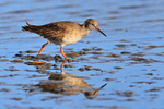 Redshank portfolio