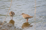 Common Redshank