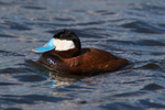 Ruddy Duck portfolio