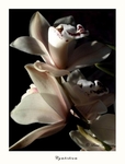Cymbidium