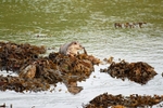 Otter