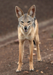 Black-backed Jackal 2