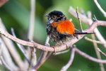 Red Wren Young Male 3