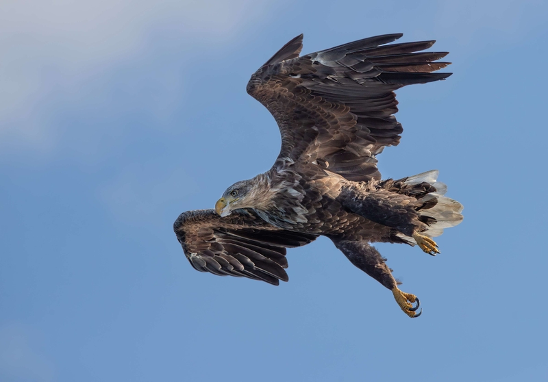 White Tailed Eagle - Isle of Mull - Scotland