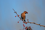 Waxwing