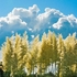 Pampas clouds