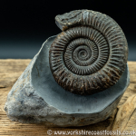 Sold amm 1414 Dactylioceras athleticum