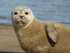 Young Seal