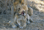 Love near the Ruaha river....