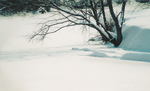 MirrorTreeWinter2