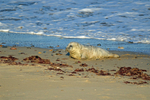 Atlantic Grey Seal