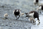Barnacle Geese drinking, Jokulsarlon, Iceland