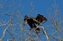 Cormorant