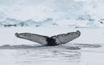 Humpback whale