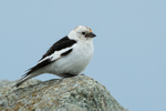 Snow Bunting, male (breeding), Jokulsarlon, Iceland